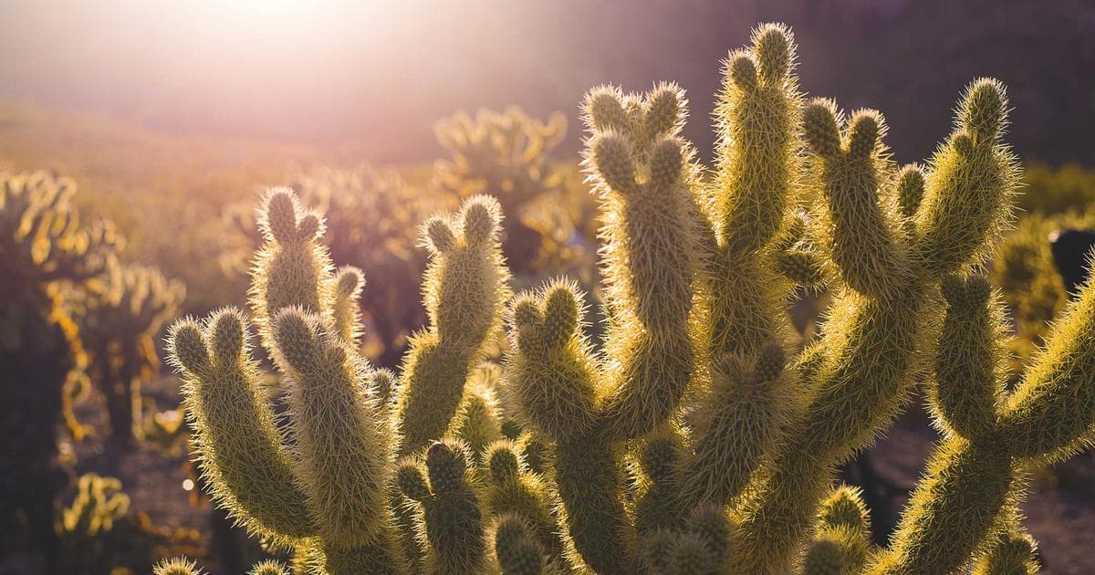Hire ReactJS Developers: 10 Critical Pitfalls to Avoid
